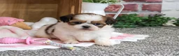 Shih Tzu dogs for sale: Jackie - Ad 5