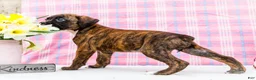 Boxer dogs for sale: Rosette - Ad 5