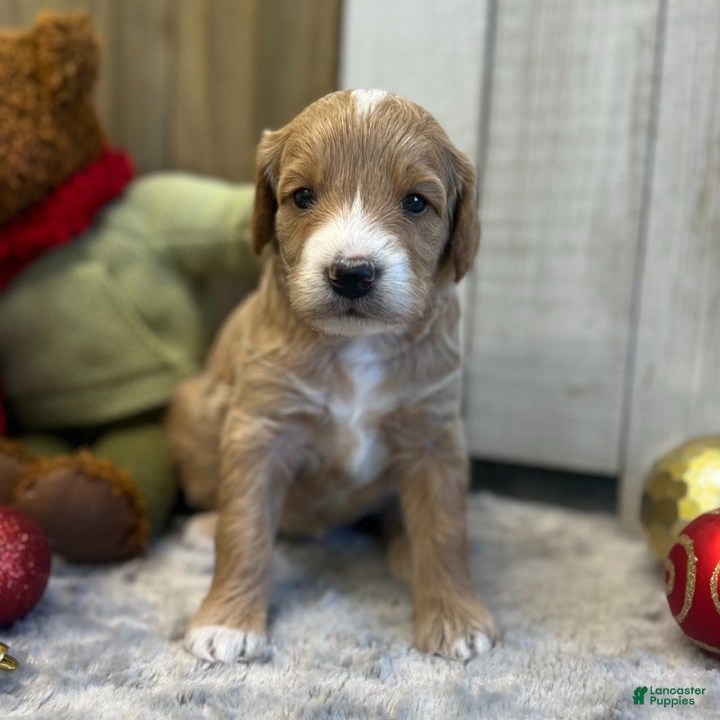 Goldendoodle dogs Tango (Miniature Girl) - Ad 4