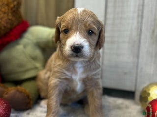 Goldendoodle dogs Tango (Miniature Girl) - Ad 4