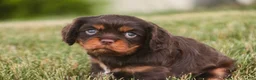 Cavalier King Charles Spaniel dogs for sale: Pollyanna Cavalier King Charles Spaniel  - Ad 5