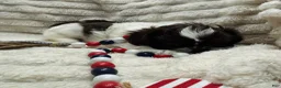 Shih Tzu dogs for sale: Shih Tzu 1 - Ad 3