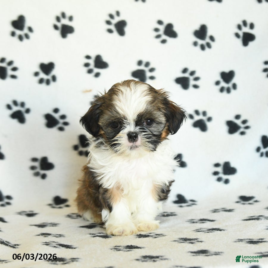 Shih Tzu dogs for sale: Twinkie - Ad 5