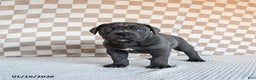 Cane Corso dogs for sale: Mighty - Ad 5