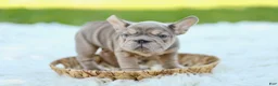 French Bulldog dogs for sale: Andre - Ad 3
