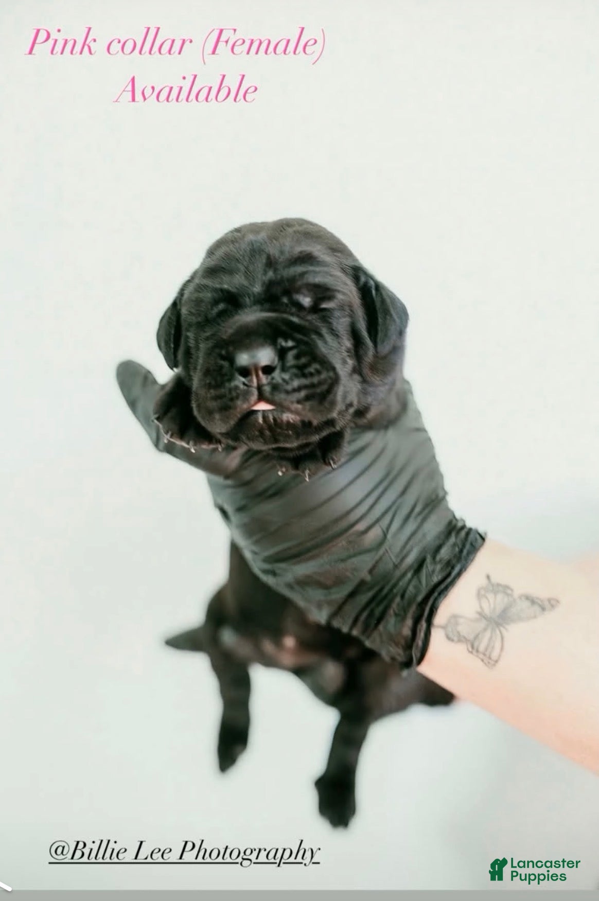 Cane Corso dogs Raven - Ad 19
