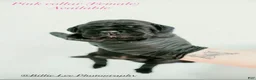 Cane Corso dogs for sale: Raven - Ad 1