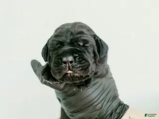 Cane Corso dogs Raven - Ad 19
