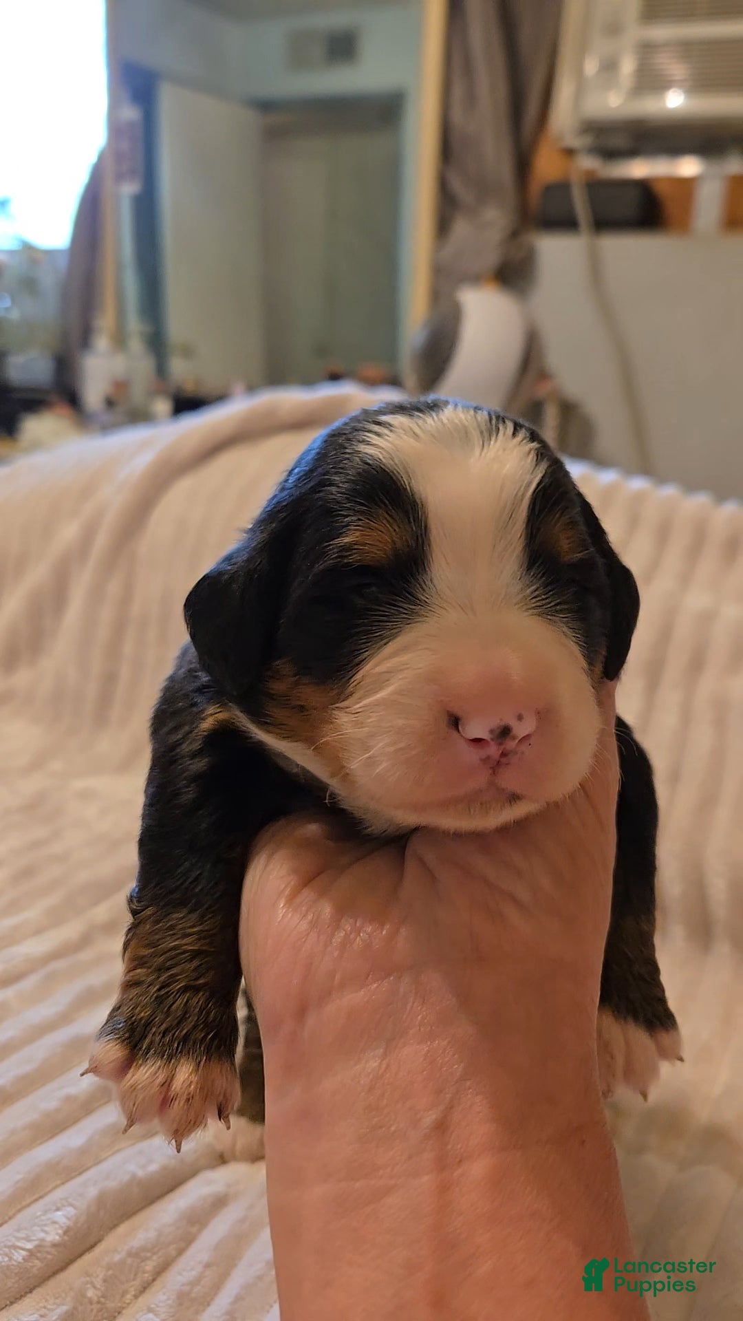 Bernese Mountain Dog dogs Bernese Mountain Dog 1 - Ad 18