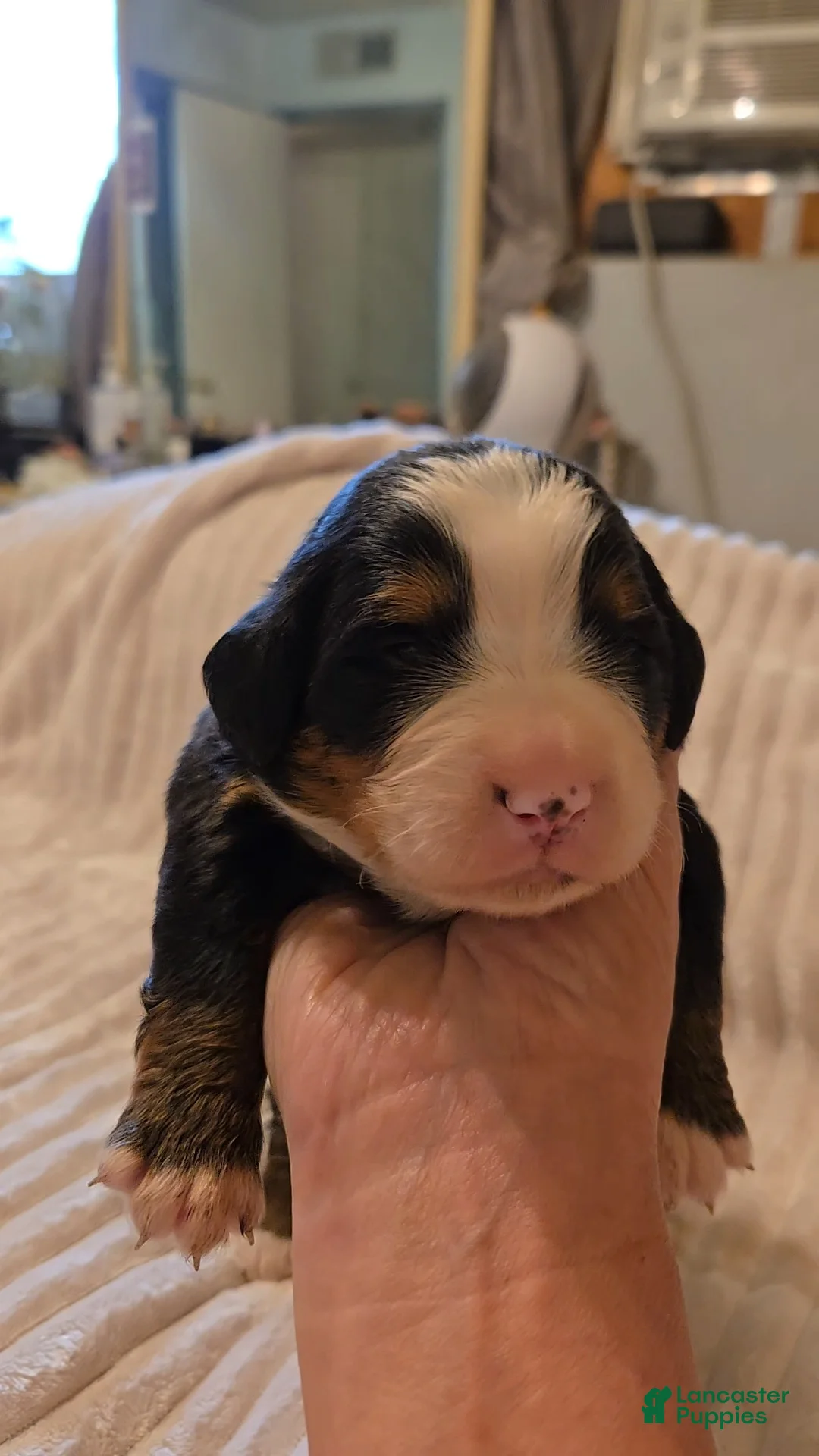 Bernese Mountain Dog dogs for sale: Bernese Mountain Dog 1 - Ad 1