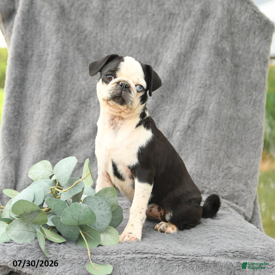 Pug dogs Havana - Ad 1