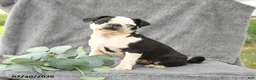 Pug dogs for sale: Havana - Ad 1