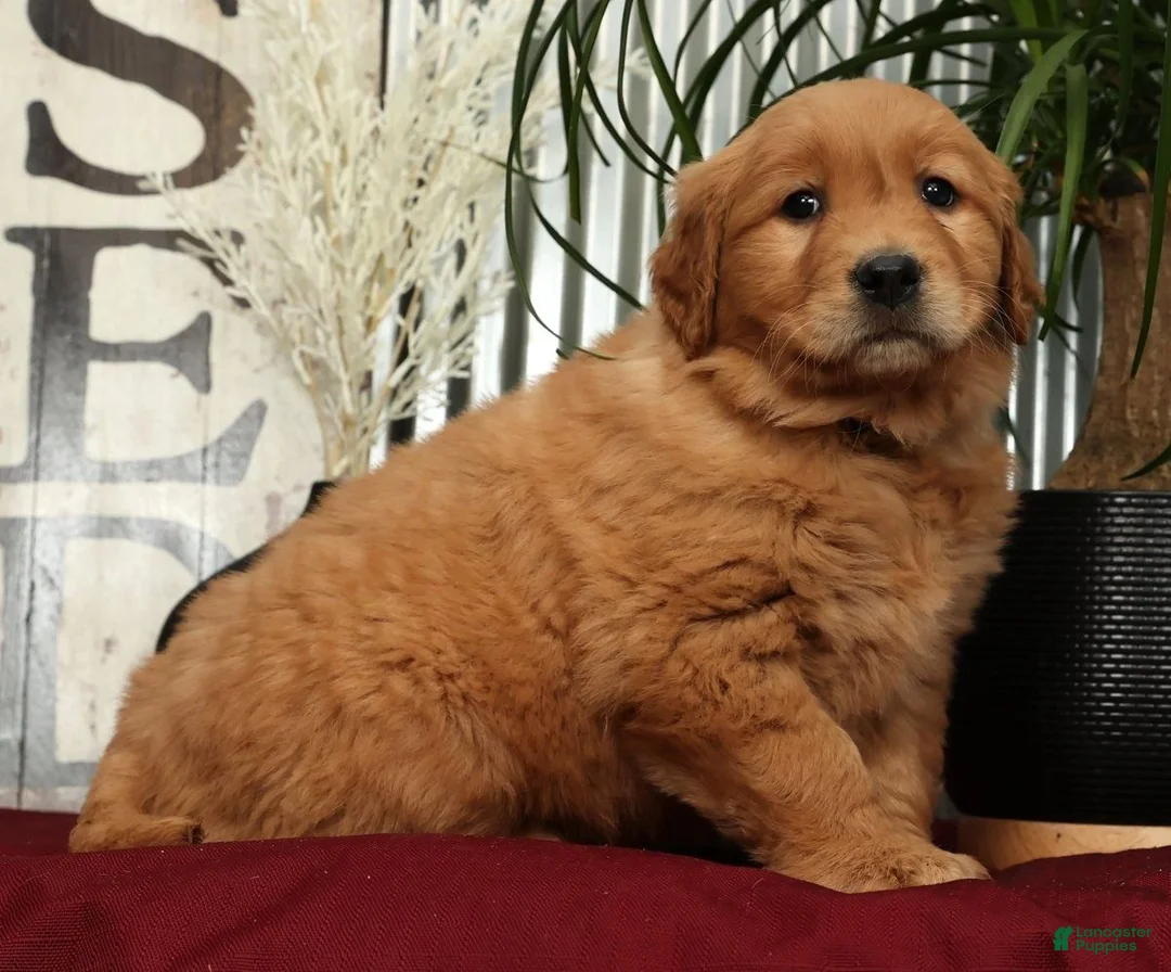 Golden Retriever dogs for sale: Amber - Ad 3