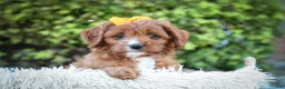 Cavapoo dogs for sale: MAXY - Ad 16