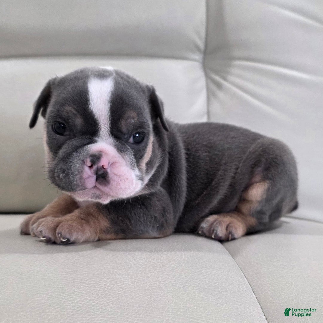 English Bulldog dogs for sale: Asher - Ad 2