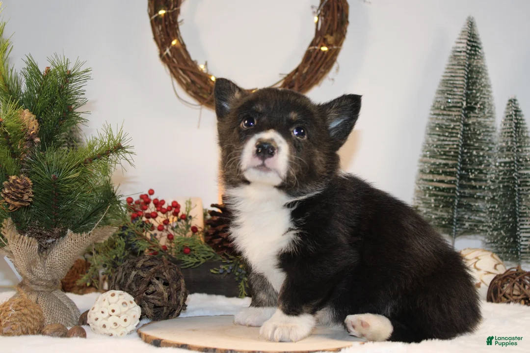 Welsh Corgi Pembroke dogs for sale: Bubba - Ad 3