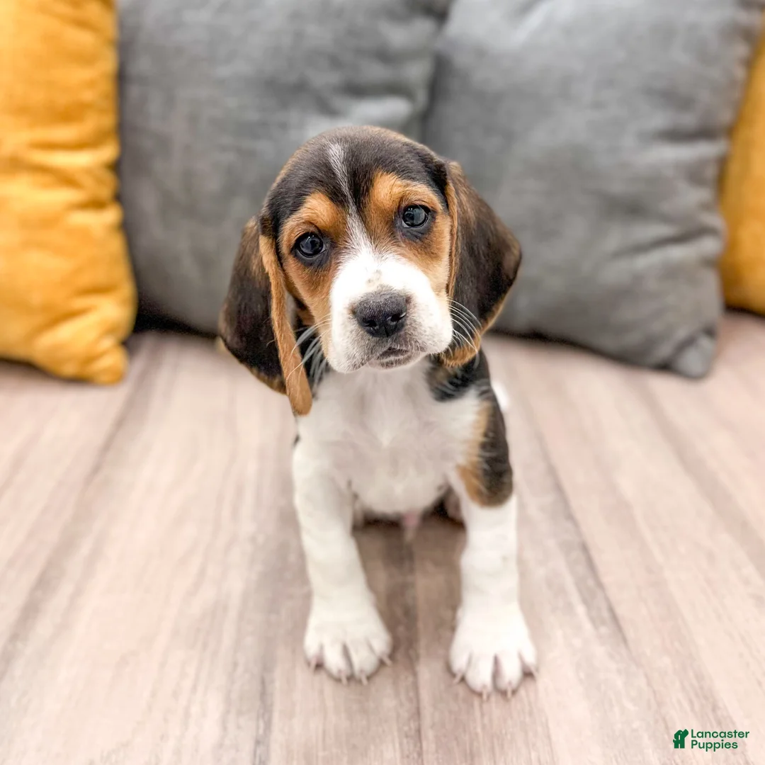 Beagle dogs for sale: Snickers - Ad 1