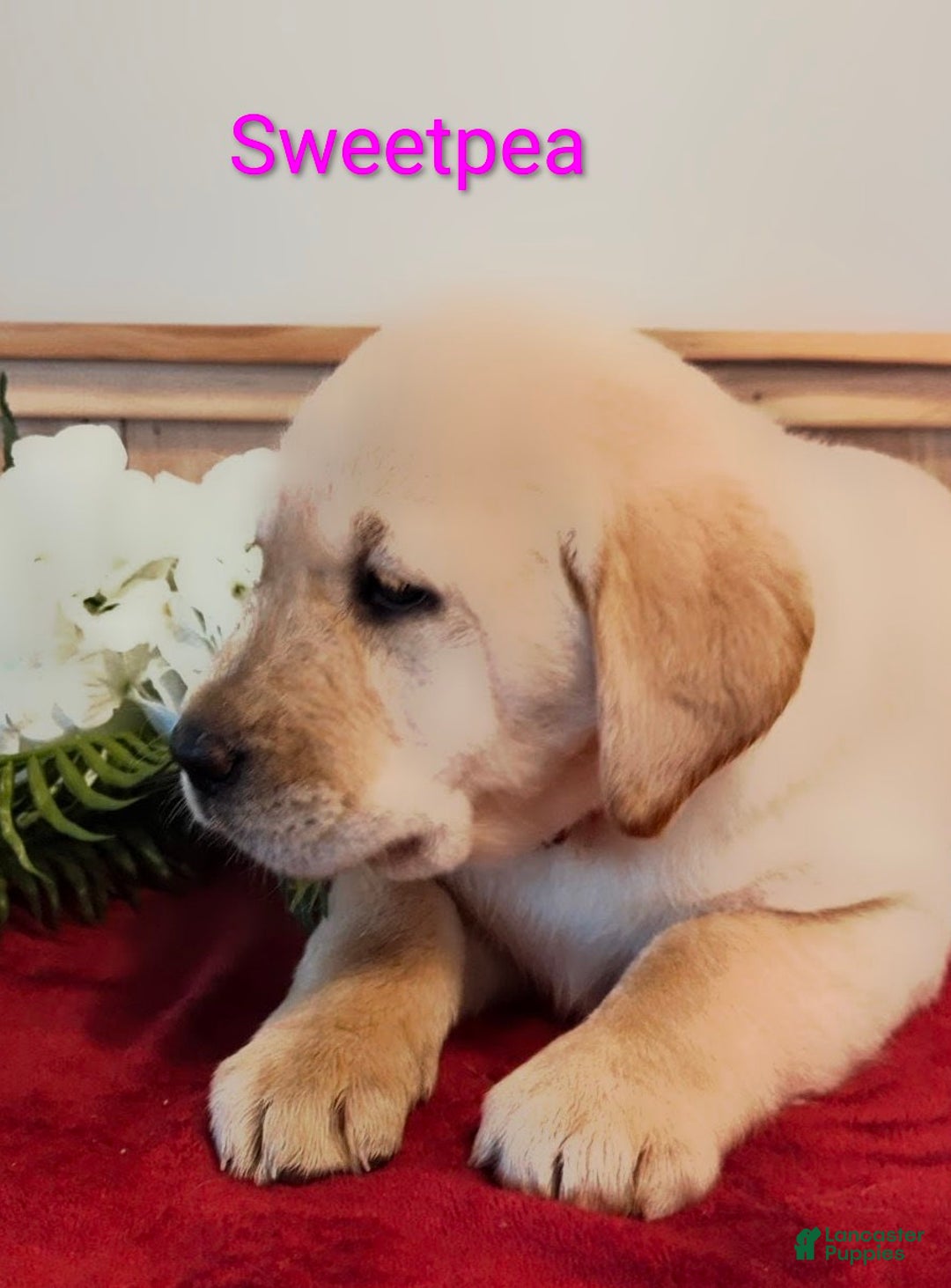 Goldador dogs for sale: Sweetpea - Ad 6
