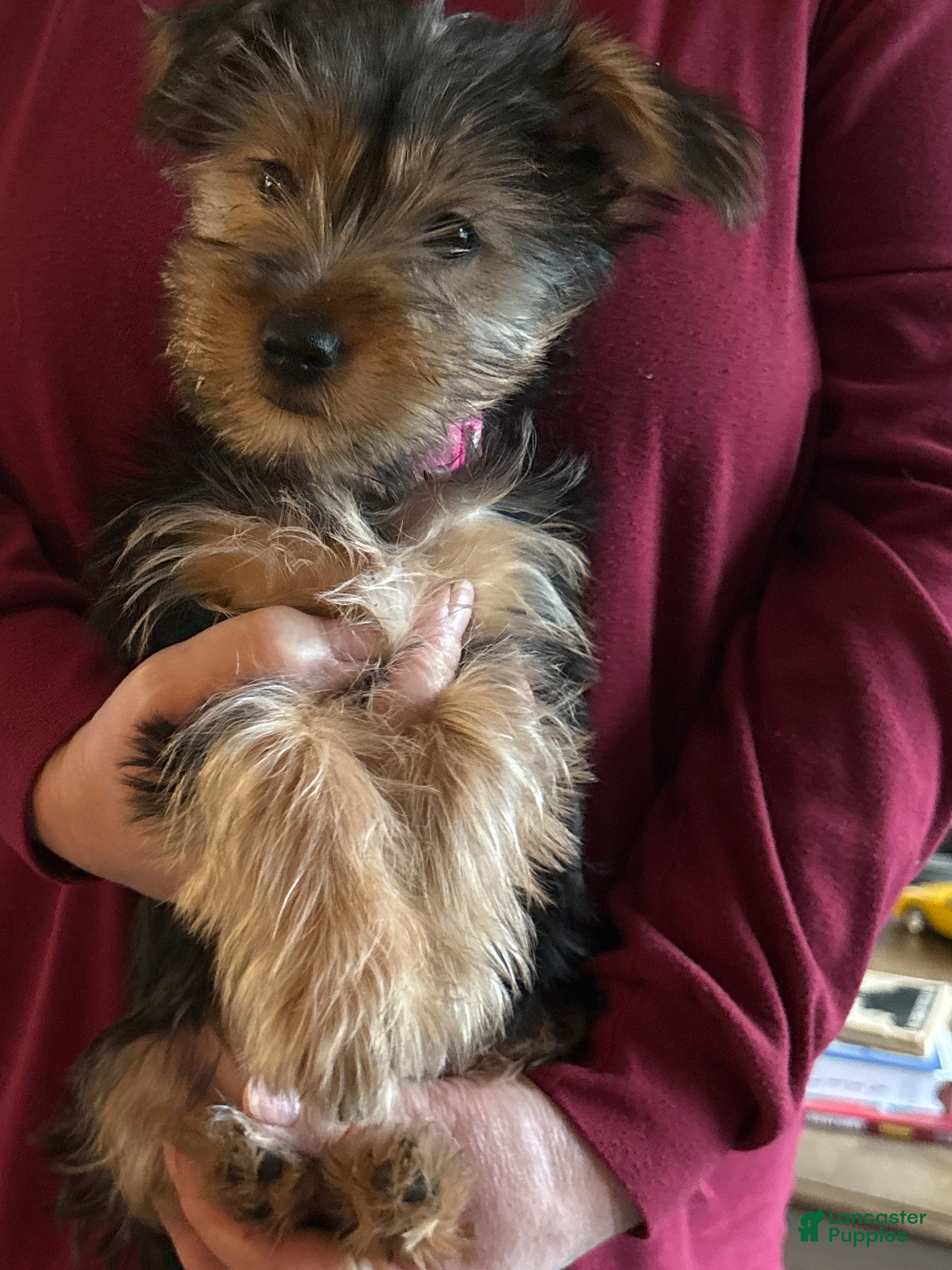 Yorkshire Terrier dogs Yorkshire Terrier Hot Pink - Ad 1