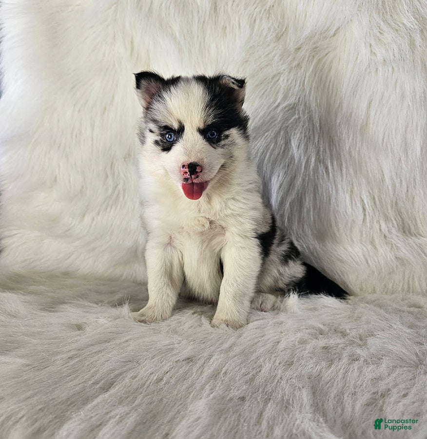 Pomsky dogs Addison - Ad 2