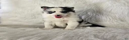 Pomsky dogs for sale: Addison - Ad 2