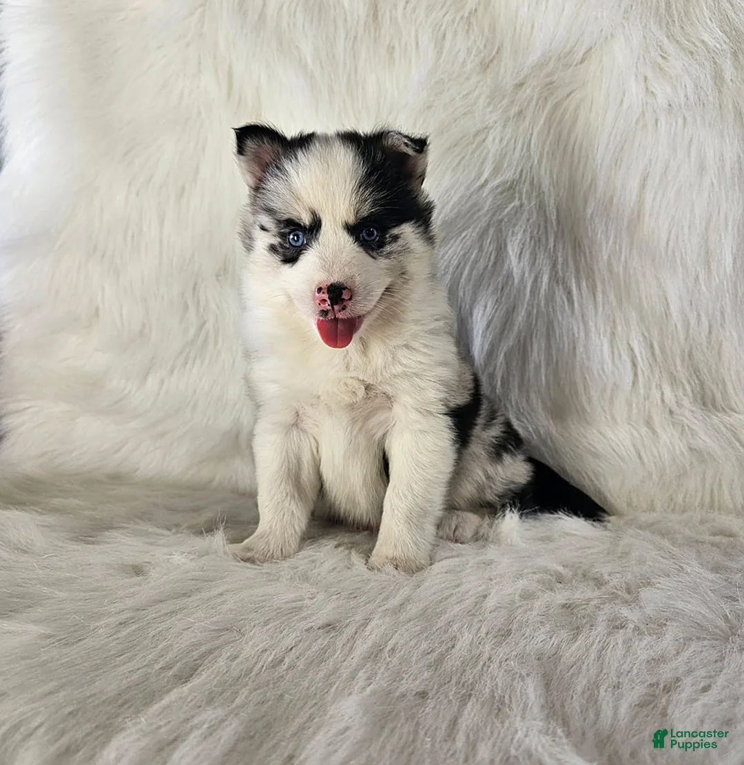 Pomsky dogs for sale: Addison - Ad 2