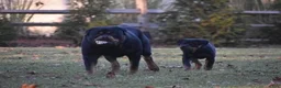 Rottweiler dogs for sale: 2nd Pick Female - Ad 26