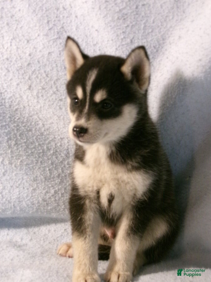 Pomsky dogs Bowser - Ad 2