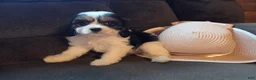 Cavapoo dogs for sale: Carrie  - Ad 1