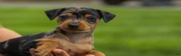Miniature Pinscher dogs for sale: AMY - Ad 15