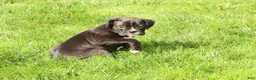 Boxer dogs for sale: Flash - Ad 4