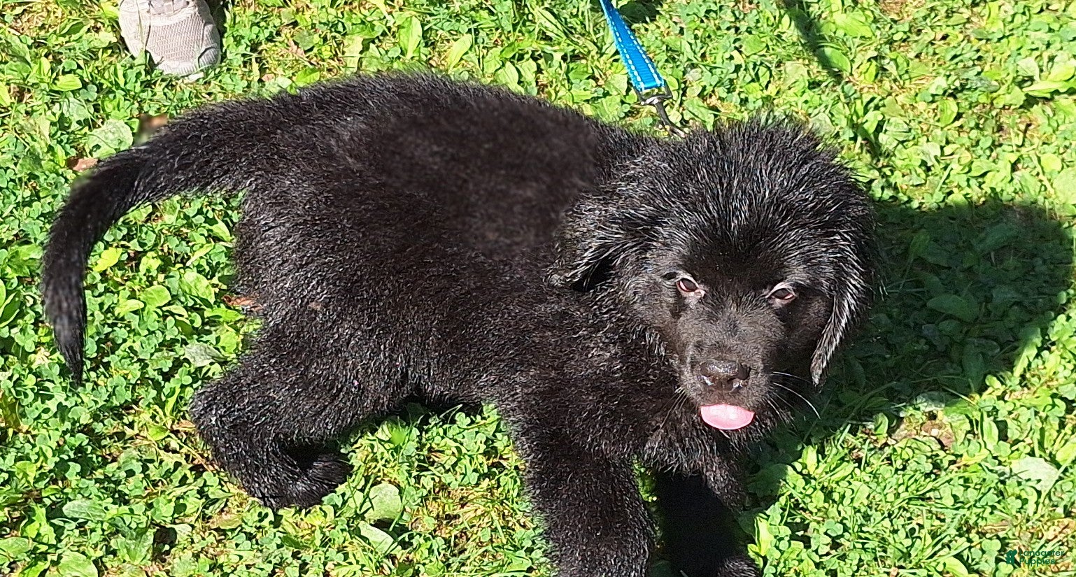 Newfoundland dogs Sadie - Ad 2