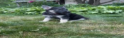 German Shepherd dogs for sale: Nala  - Ad 4