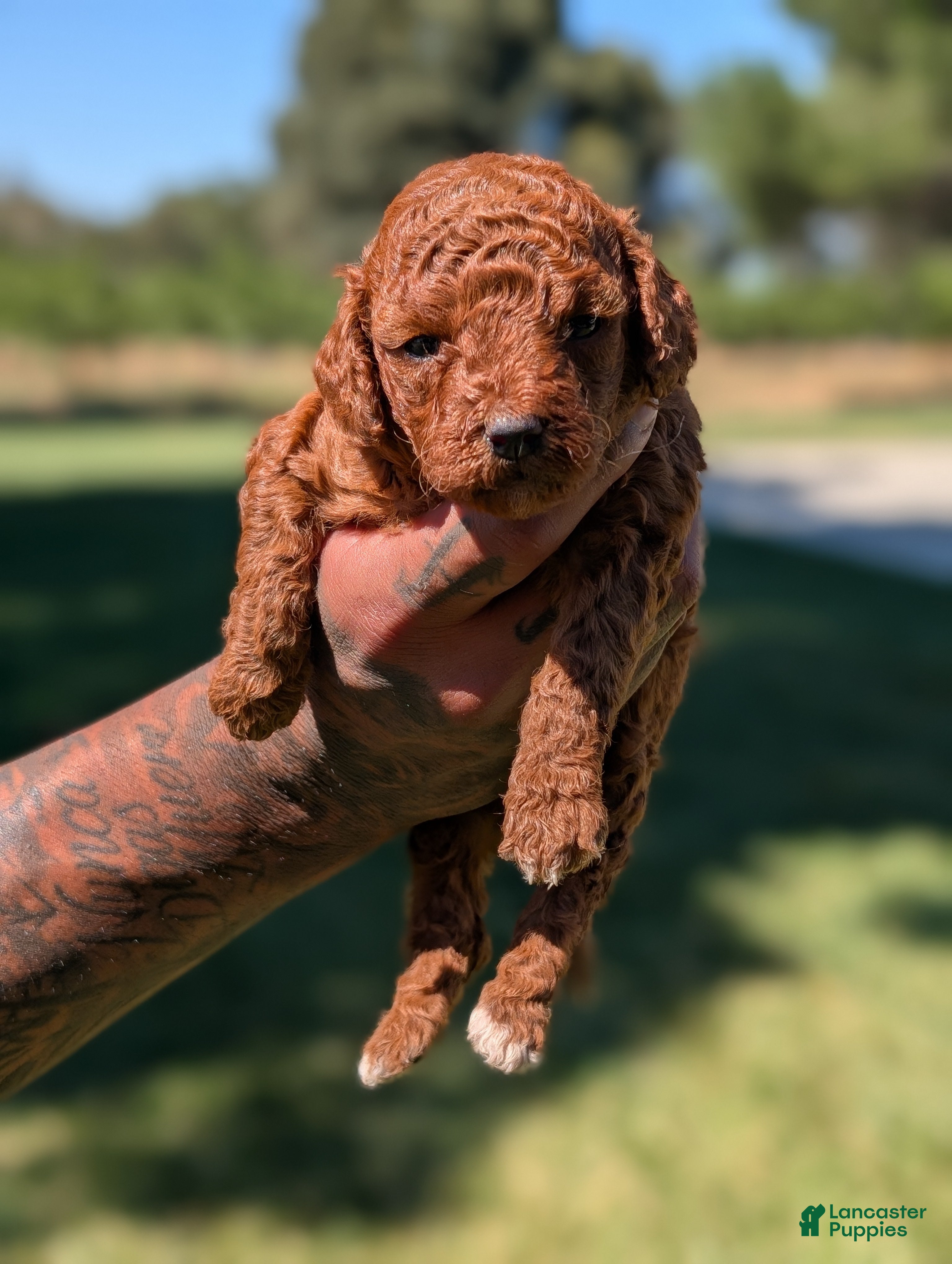 Mixed Breed dogs SHORTCAKE  - Ad 2
