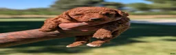 Mixed Breed dogs for sale: SHORTCAKE  - Ad 2