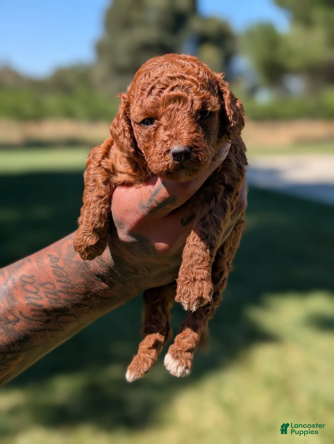 Mixed Breed dogs for sale: SHORTCAKE  - Ad 2
