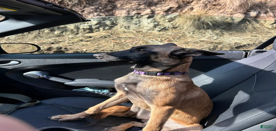 Gallery Image {{count}}