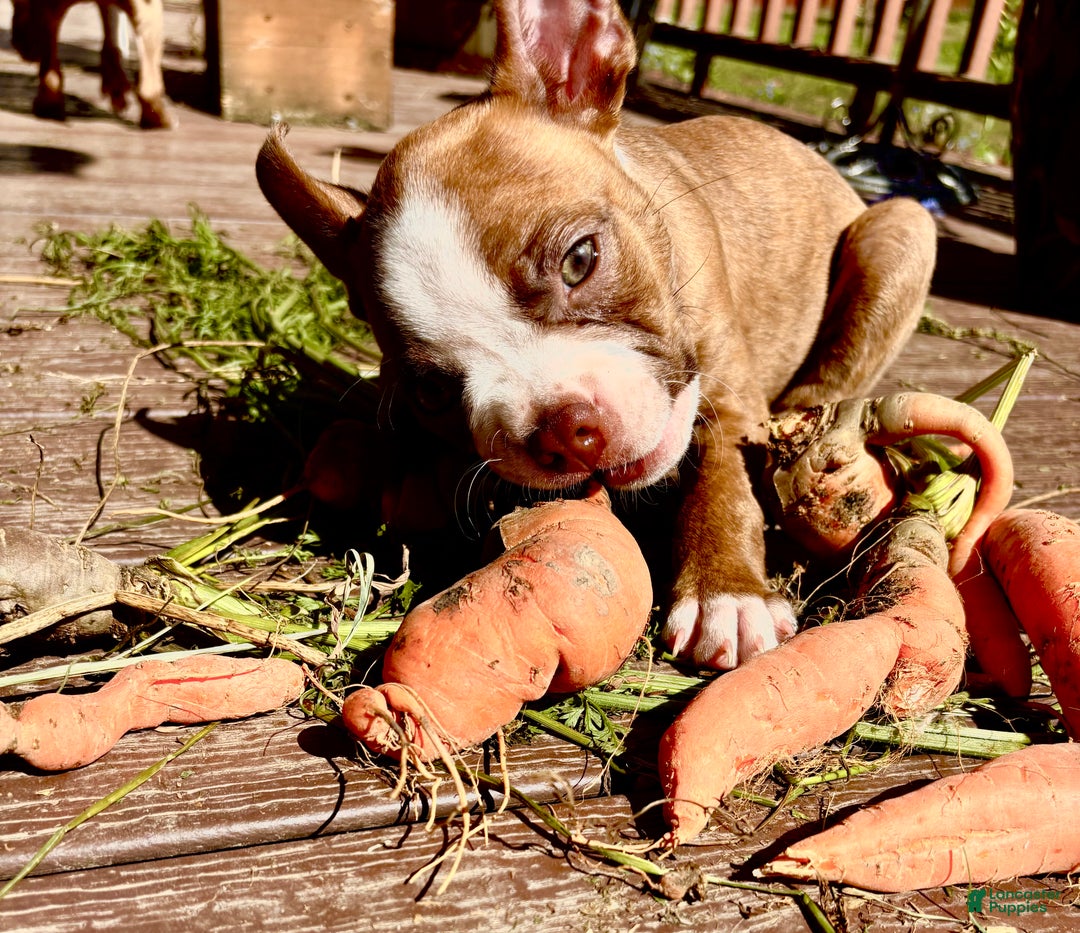 Boston Terrier dogs for sale: Boston Terrier Puppy 4 - Ad 1