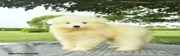 Samoyed dogs for sale: Samantha  - Ad 3