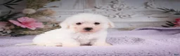 Bichon Frise dogs for sale: AKC-Ringo - Ad 4
