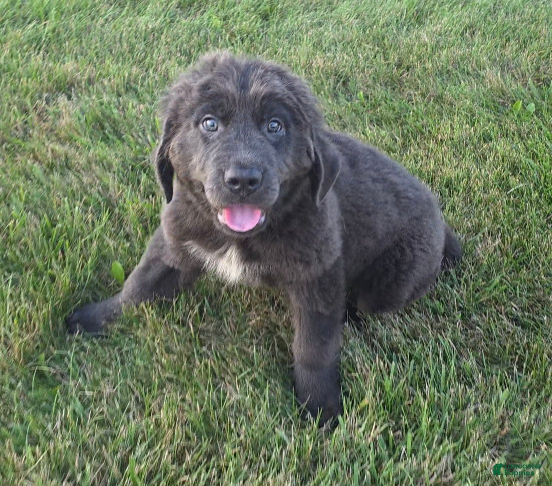 Newfoundland dogs Ashley - Ad 2