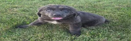Newfoundland dogs for sale: Ashley - Ad 2