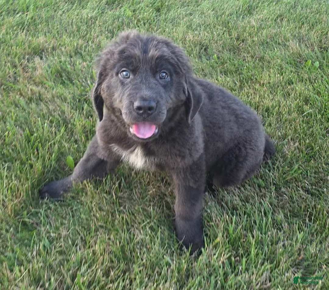 Newfoundland dogs for sale: Ashley - Ad 2