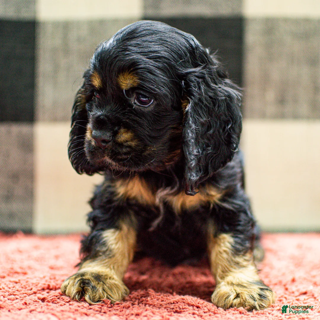 Cocker Spaniel dogs for sale: Trent Cocker Spaniel Puppy  - Ad 3