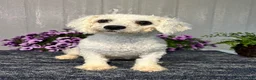 Teddy Bear dogs for sale: Axel - Ad 6