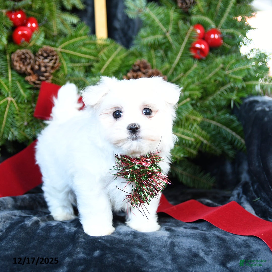 Maltese dogs for sale: Ivy - Ad 2