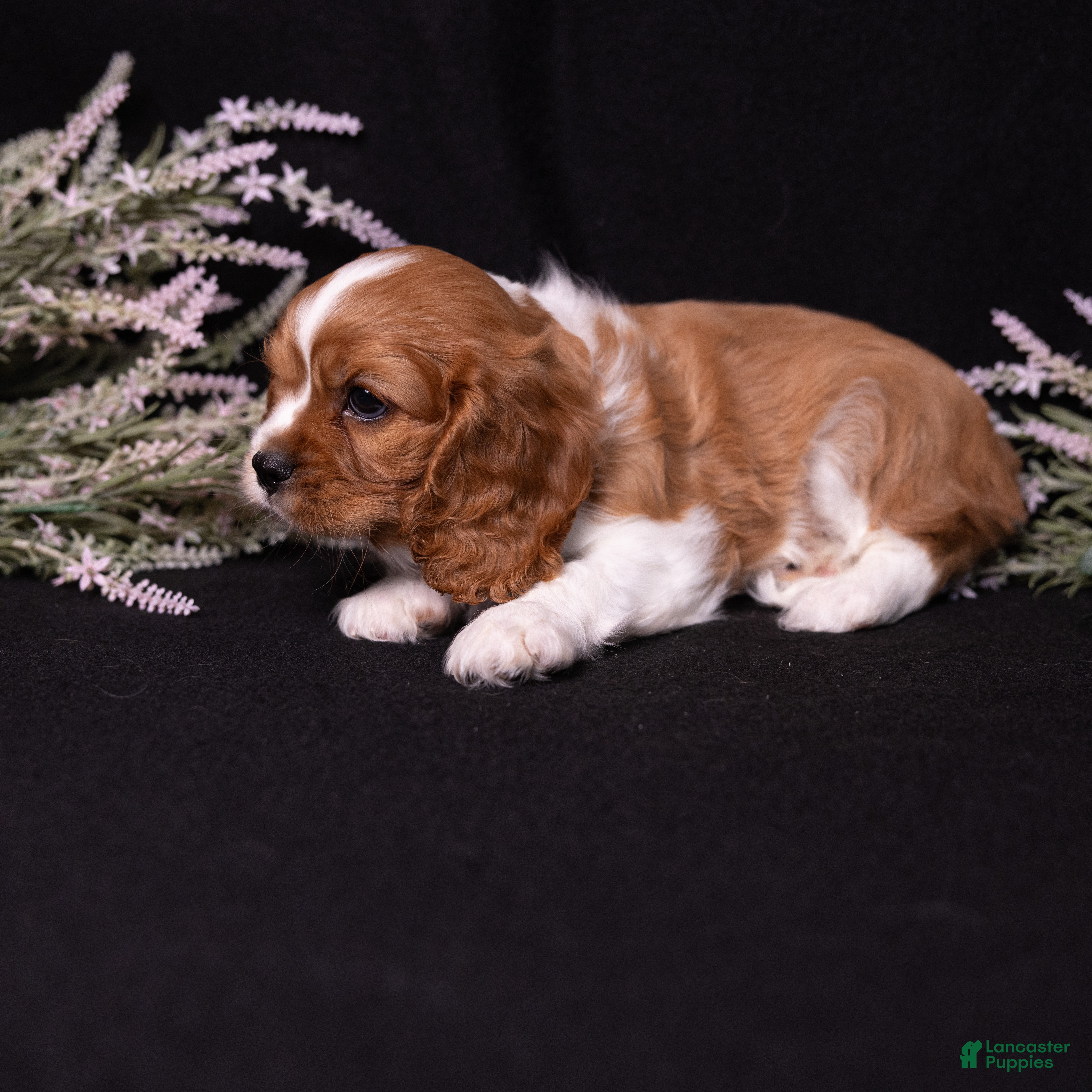 Cavalier King Charles Spaniel dogs Oswald - Ad 2