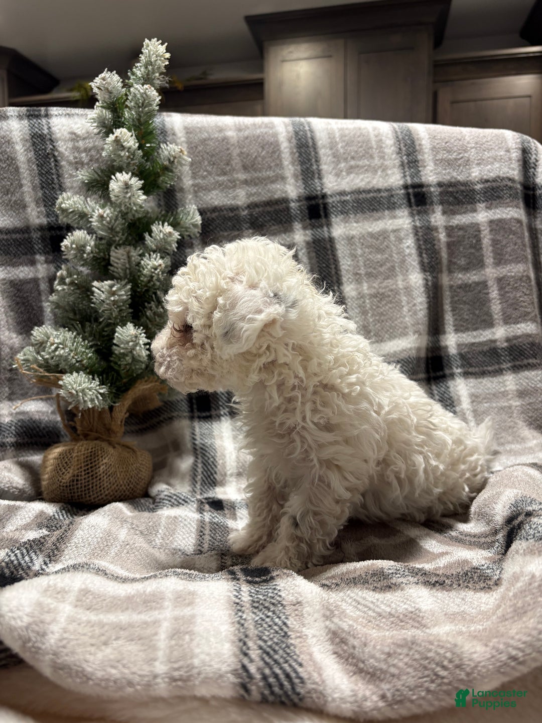 Mixed Breed dogs for sale: Sadie - Ad 3