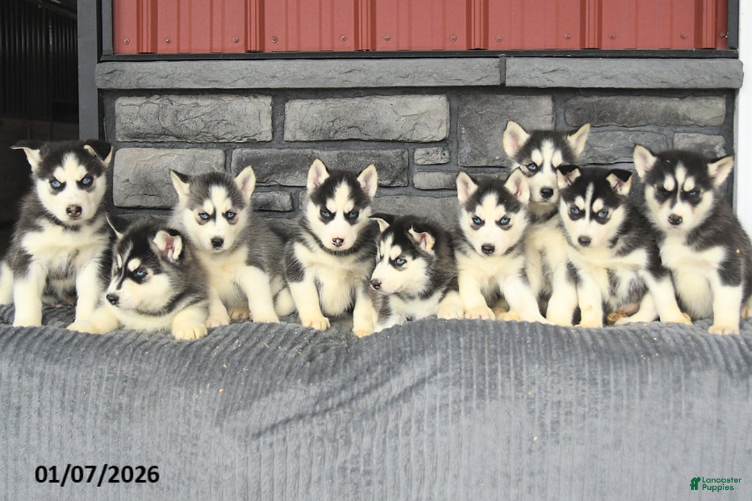 Siberian Husky dogs for sale: Coco  - Ad 5