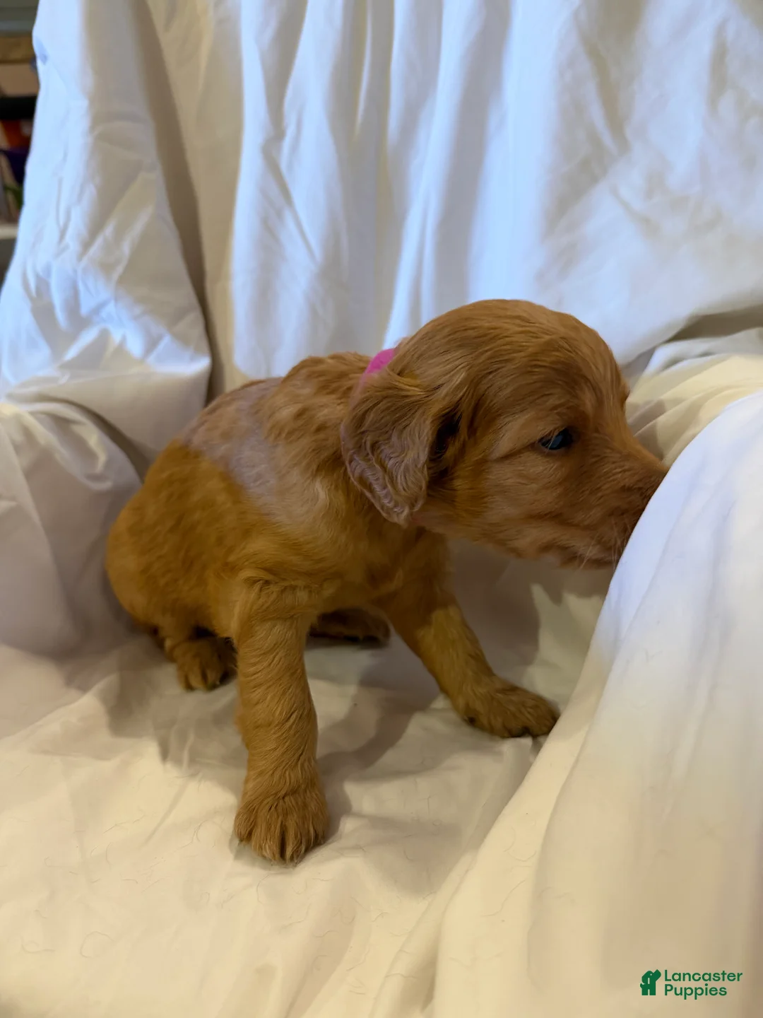 Labradoodle dogs for sale: Labradoodle Dark Pink - Ad 2